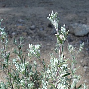 filago californica